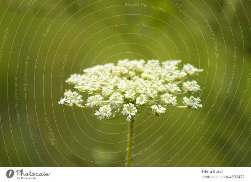 Wilde Möhre in Blüte Nahaufnahme mit grünem unscharfem Hintergrund Blume Saison Natur Sommer natürlich Feld Wildblume rote Mohnblume Blumenbeet Verteiler