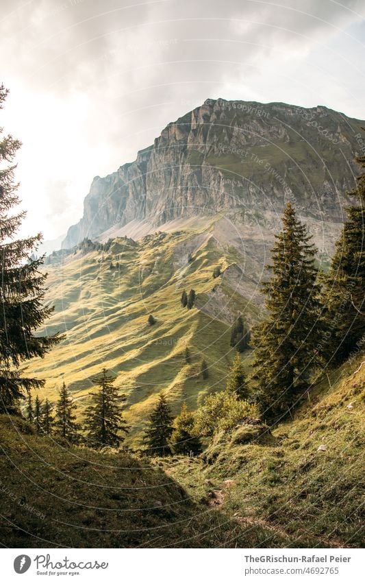 Bäume vor Bergkette Gebirge Himmel Berge u. Gebirge Landschaft Natur Wald Wolken Baum Schweiz Urlaub