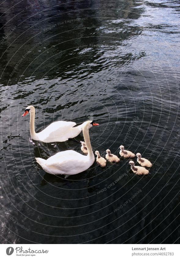 Familie Schwan Schwäne Vogel Federn weiß grau Wasser See kräuselt Tiere Federvieh sonnig Frühling Sommer gesammelt Schnabel Außenseite Natur im Freien