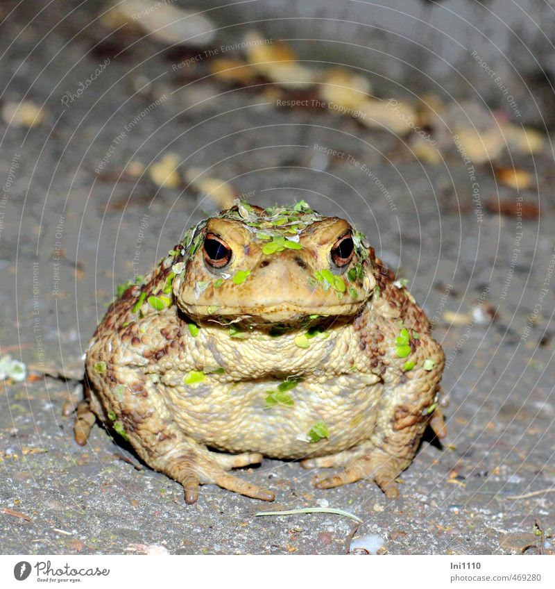 Kröte mit Wasserlinsenschmuck Natur Tier Sommer Schönes Wetter Wärme Pflanze Grünpflanze Wildpflanze Garten Teich See Wildtier Tiergesicht bufo bufo 1