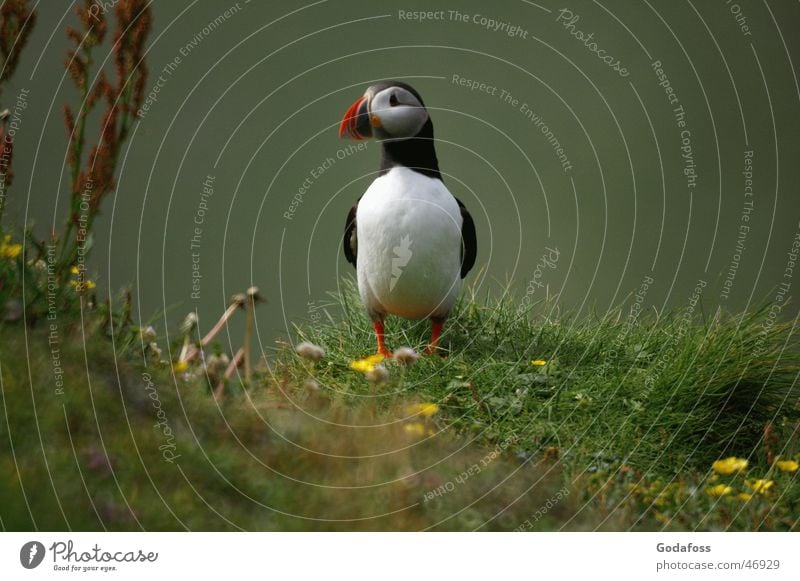 Puffin Daddy Papageitaucher Vogel Tiergesicht Tierporträt Ganzkörperaufnahme Blick in die Kamera niedlich Hintergrund neutral Textfreiraum rechts stehen Totale