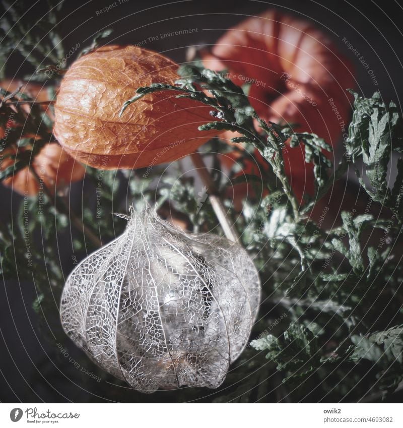 Trockenbau Lampionblume rot Physalis orange durchscheinend durchsichtig trocken netzartig zerbrechlich Hülle Farbfoto dünn Stengel nah Nahaufnahme