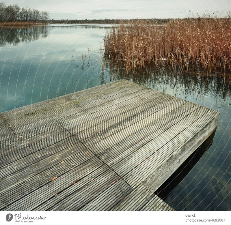 Schwimmende Insel Steg Holz See Röhricht Halm Wildpflanze Idylle Windstille Menschenleer Farbfoto Landschaft Umwelt Natur Sträucher Wasser Pflanze fest