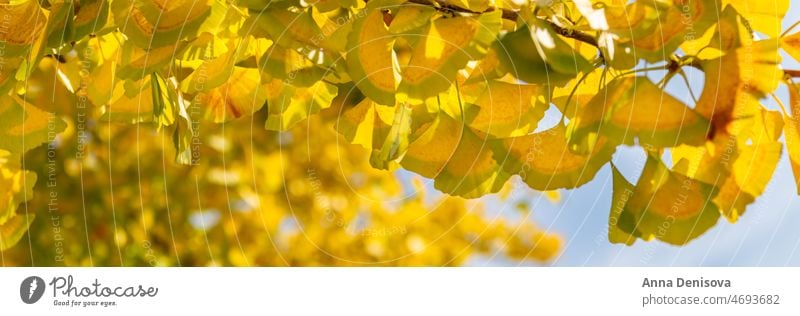 Gelber Ginkgo biloba-Baum Blatt Herbst fallen gelb Natur grün Medizin Laubwerk botanisch im Freien Ast Zweig hell Saison Kraut Botanik Himmel saisonbedingt