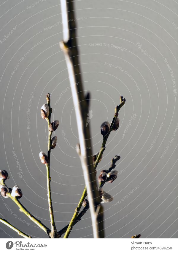 Palmkätzchen Knospen Frühling Neubeginn Naturschutz Blüte sprießen Wachstum Weidenkätzchen Pflanze Umwelt Zweige u. Äste Entwicklung blühen reduziert