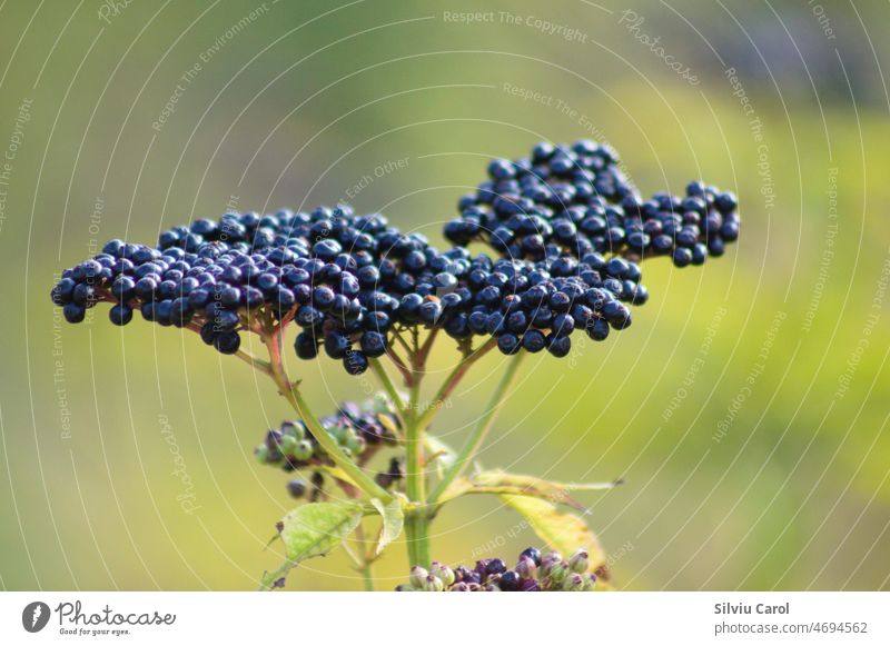 Zwergholunder schwarze Früchte Nahaufnahme mit grünem unscharfem Hintergrund Kraut Blatt Frucht Pflanze Holunderbusch Blume Beeren botanisch Wildpflanze