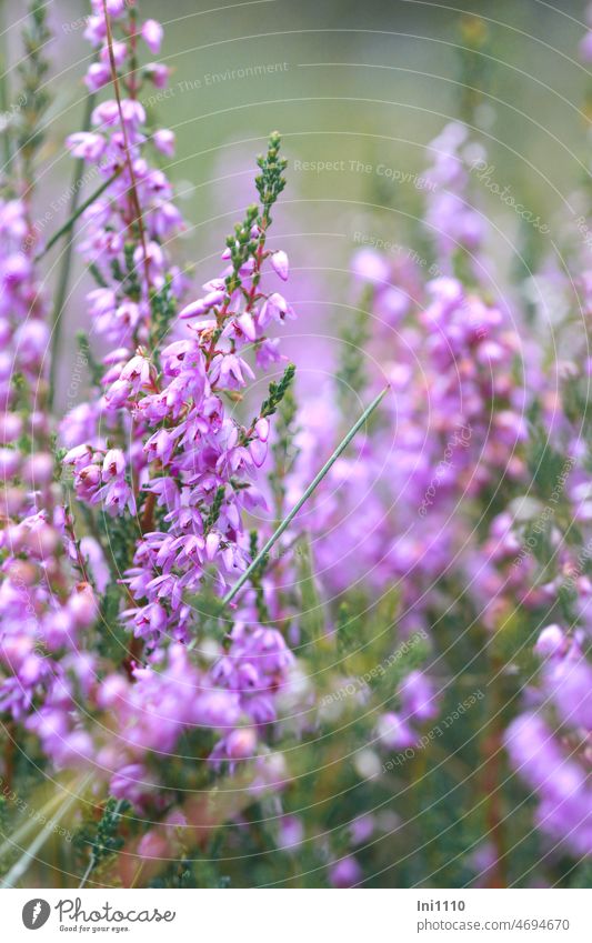 Blütenstand der Besenheide Spätsommer Herbst Pflanze kalkfreier Boden Heiden Moore Dünen immergrüner Zwergstrauch Heidekraut Calluna vulgaris Heidekrautgewächs