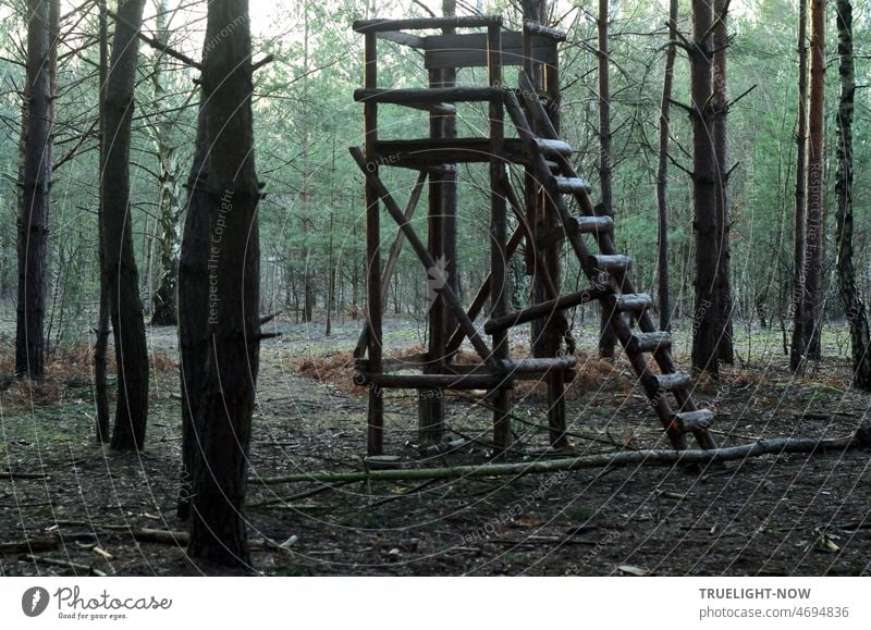 Jägerstand oder Hochsitz in einem jungen Wald mit Kiefern und Birken - Mensch und Tier sind nicht zu sehen Lichtung beobachten warten Ausblick Überblick Bäume