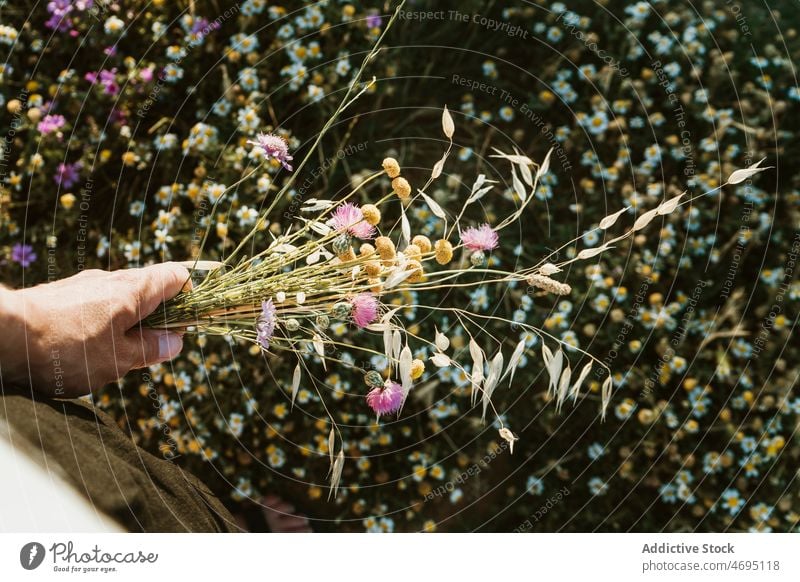 Gesichtslose Person mit Wildblumen im Feld Blumenstrauß Landschaft Pflanze geblümt Blüte Natur natürlich Sommer Freizeit Flora Umwelt Haufen frisch Farbe klein