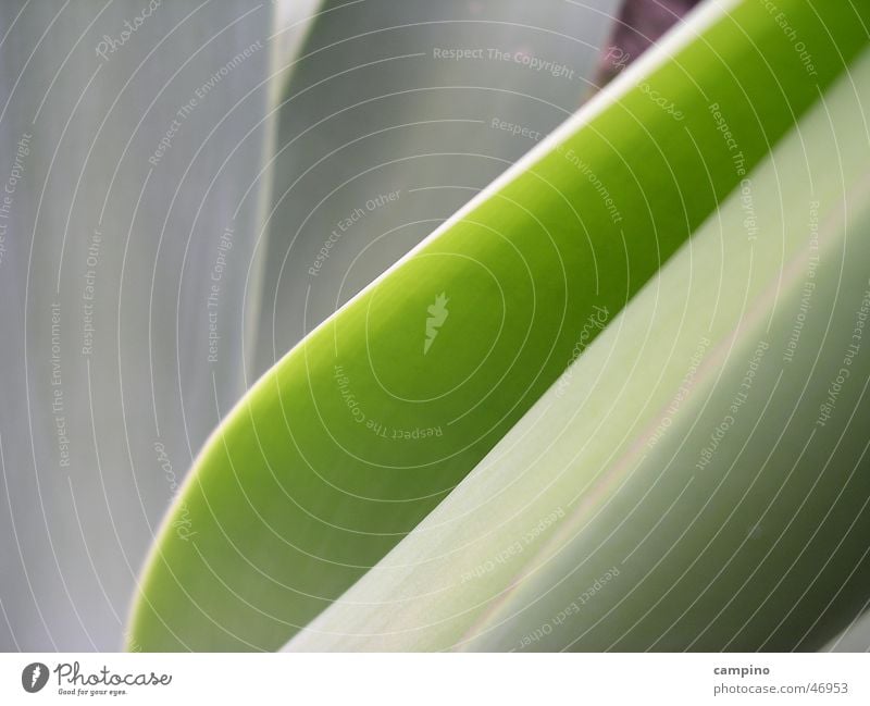 Shades of green Agave Hintergrundbild grün Pflanze Natur Detailaufnahme