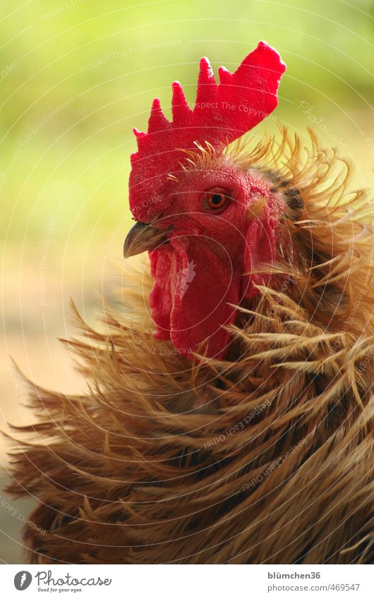 Gestylt bis in die Federspitzen Tier Nutztier Vogel Tiergesicht Haushuhn Federvieh Brunft beobachten stehen ästhetisch elegant frech lustig Neugier schön