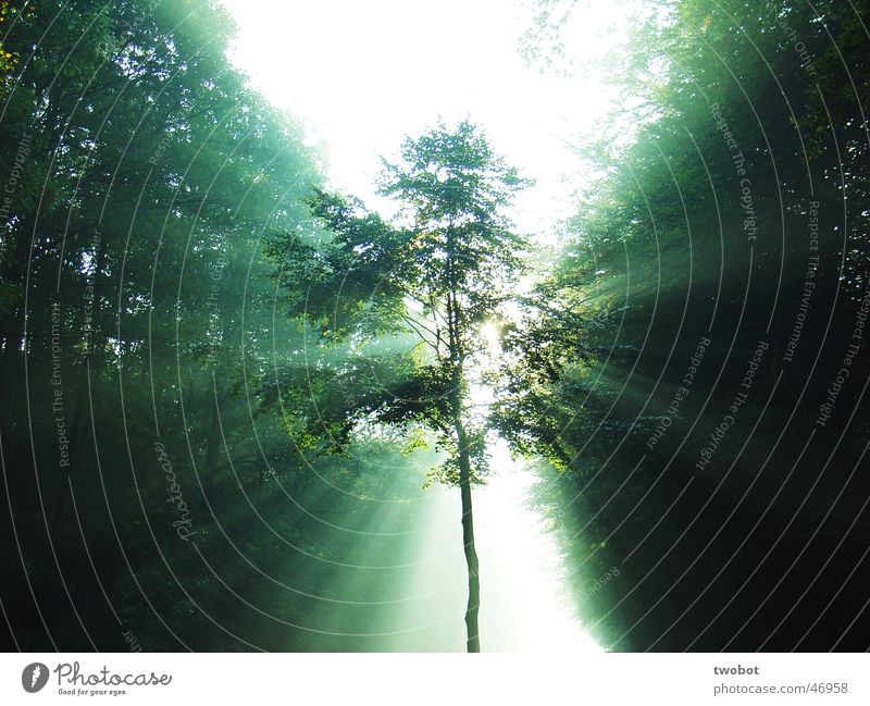 lichtbrechung Sonnenstrahlen Licht Baum Wald grün Morgen Nebel Wellness Erholung Anspannung Kraft Sonnenaufgang hell Natur Beleuchtung Himmel Gesundheit