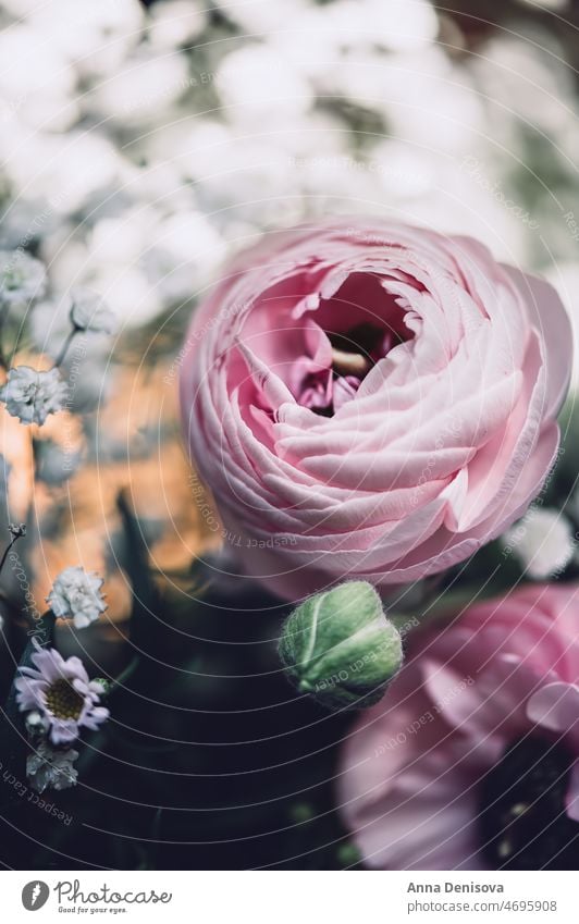 Zarte Ranunkelblüten Ranunculus Blume Blumenstrauß trendy Haufen Blütezeit Strauß Ranunkeln Hintergrund nordisch geblümt Keramik-Vase rosa Inneneinrichtung