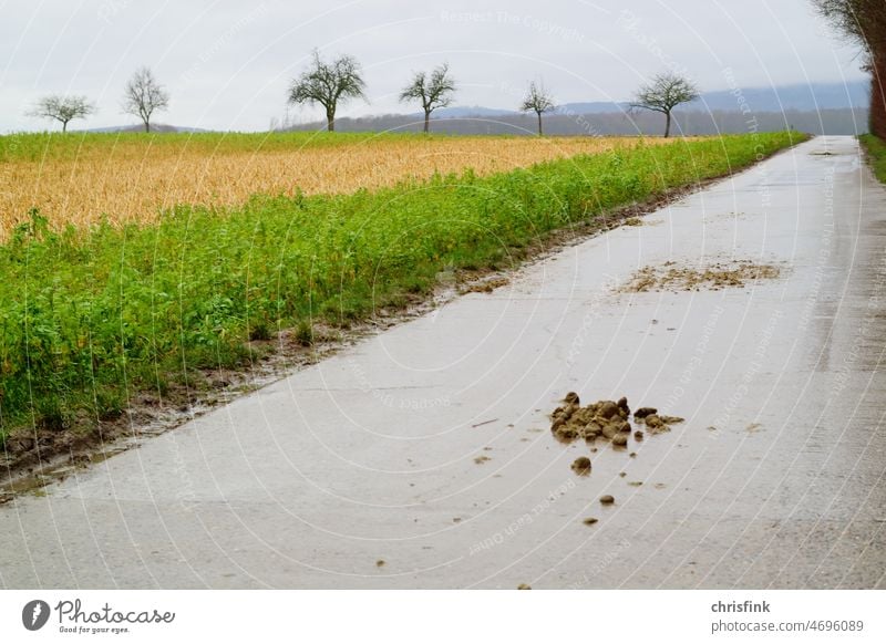 Nasse Straße durch Felder mit Pferdekot feldweg waldweg Landschaft Natur Menschenleer Baum Bäume Landwirtschaft Bauernhof Ernte Regen Weide Umwelt Wiese Sommer