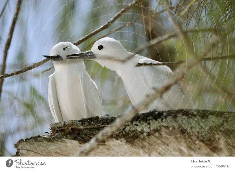 Liebe Natur Tier Sommer Schönes Wetter Wald Wildtier Vogel Schwalben 2 Tierpaar Brunft berühren genießen hocken Zusammensein Glück kuschlig blau braun grün weiß