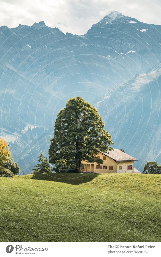 Baum und Haus vor Bergen Hügel Berge u. Gebirge Glarus Wiese grün Weide Alpen Felsen