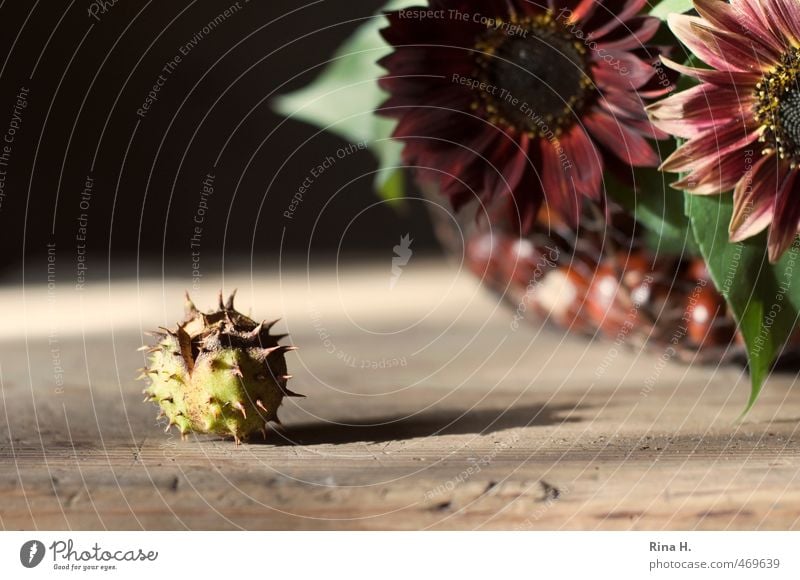 HerbstStill IV Häusliches Leben Dekoration & Verzierung Blume Sonnenblume Blumenstrauß rot Wandel & Veränderung Kastanie Holztisch herbstlich Stillleben einzeln