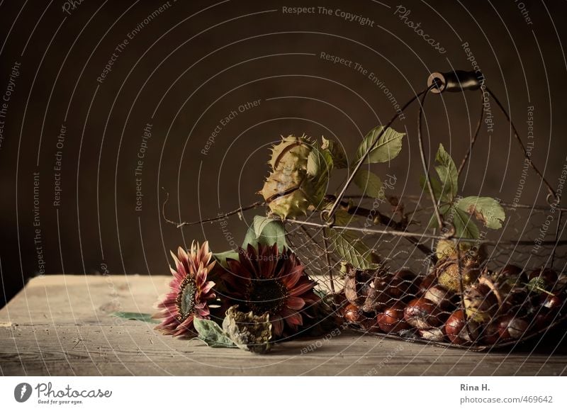 HerbstStill V Häusliches Leben Dekoration & Verzierung Blüte Sonnenblume Kastanie Blühend verblüht dehydrieren braun rot Wandel & Veränderung herbstlich