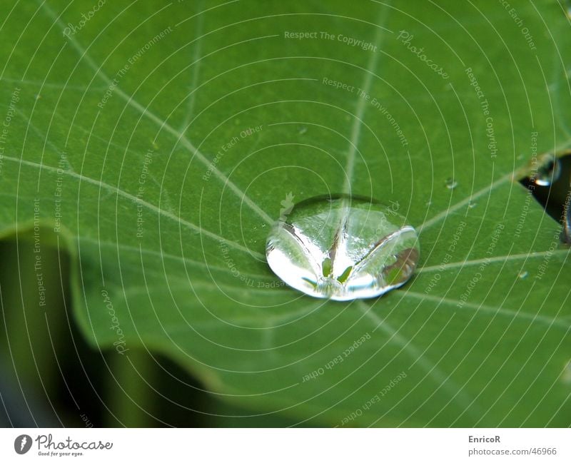 Tropfen auf Blatt Pflanze Grünpflanze Wassertropfen Regen Natur Nahaufnahme Makroaufnahme