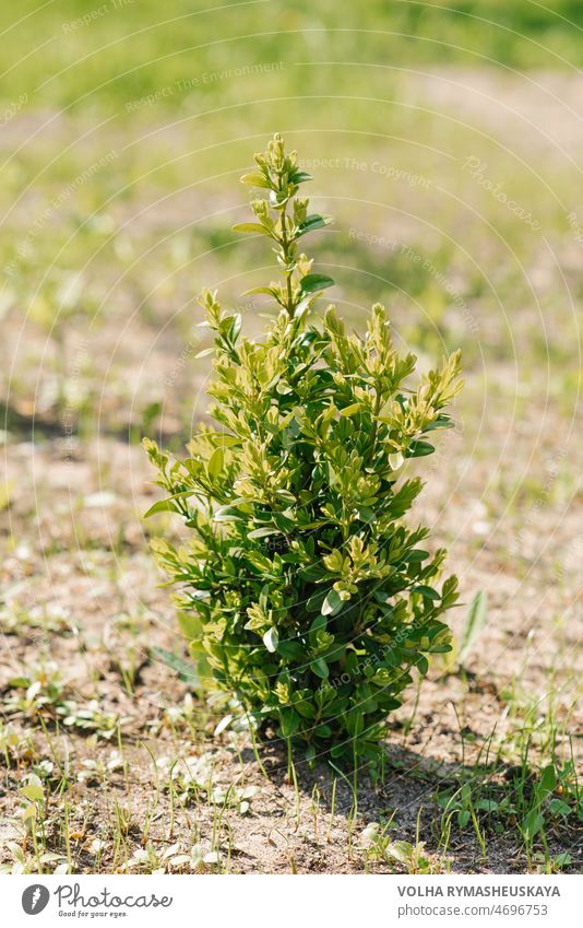 Ein junger Buchsbaumstrauch wächst im Sommer im Garten Blatt Design Gartenarbeit grün Natur Landschaftsarchitektur ornamental Hecke Dekoration & Verzierung