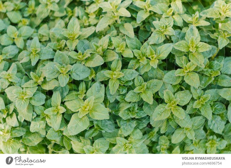 Oregano hellgrüne pelzige neue Blätter (Origanum vulgare). Frischer Oregano wächst im Kräutergarten Sommer natürliches Bio gesundes Essen. Kraut Blatt