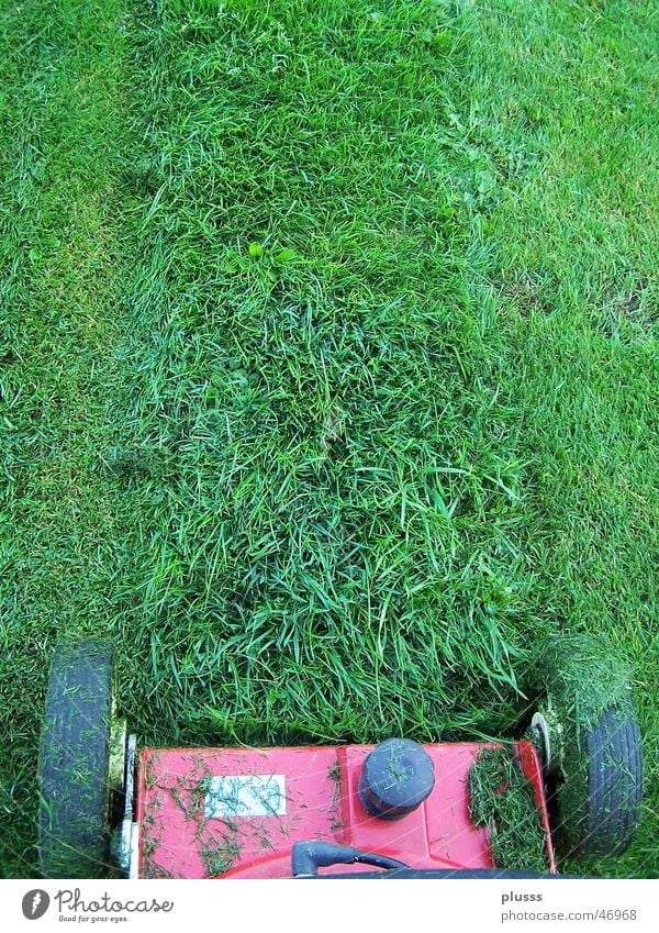 Rasenmähen Arbeit & Erwerbstätigkeit Maschine Gras Wiese Linie Streifen grün Rasenmäher geschnitten Halm Spuren rasenmähen Rad Reifenspuren Gartenarbeit