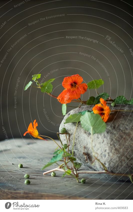 HerbstStill VI Dekoration & Verzierung Blume Blüte Kapuzinerkresse Samen Stein Blühend orange Stillleben rustikal Landleben Holztisch Ranke Innenaufnahme