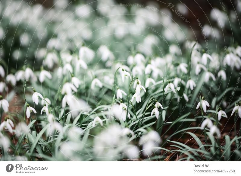 Schneeglöckchen im Frühling blühen Frühlingserwachen Frühlingsgefühle Garten Blumen Natur Pflanze