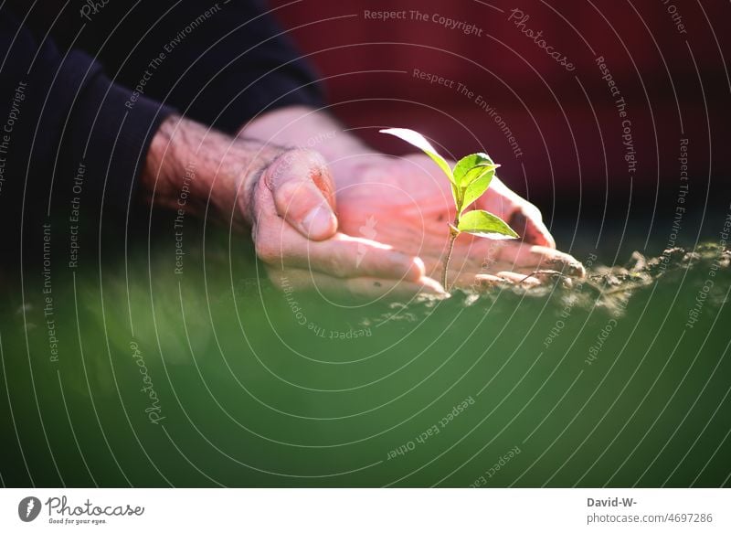 Wachstum - Mann pflanzt eine junge Pflanze in den Erdboden pflanzen Setzling einpflanzen Umwelt nachhaltig Natur Garten Erde Hände Gärtner Frühling grün