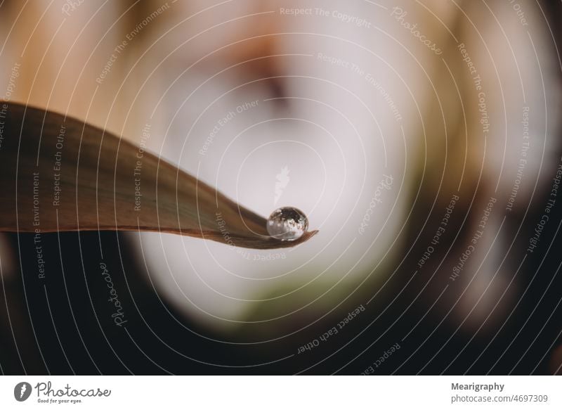 Brechung von Wassertropfen Wasserspiegelung Pflanze Blatt Wasser auf dem Blatt Natur Makroaufnahme Makro-Natur Dunkelheit verdunkeln abschließen