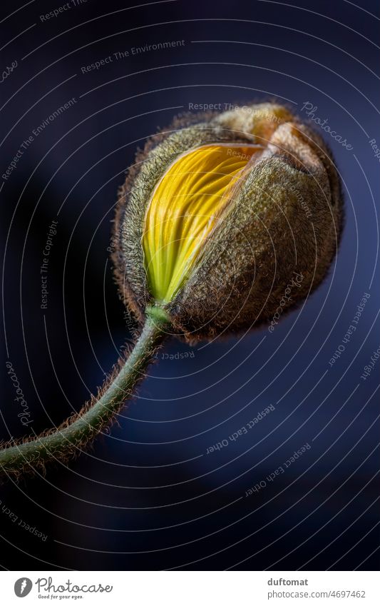 Makro Foto einer gelben Mohnblume Mohnblüte mohnblumen Frieden Blüte Blühend Blütenblatt Natur Blume Sonnenlicht Pflanze Frühling blühen Makroaufnahme