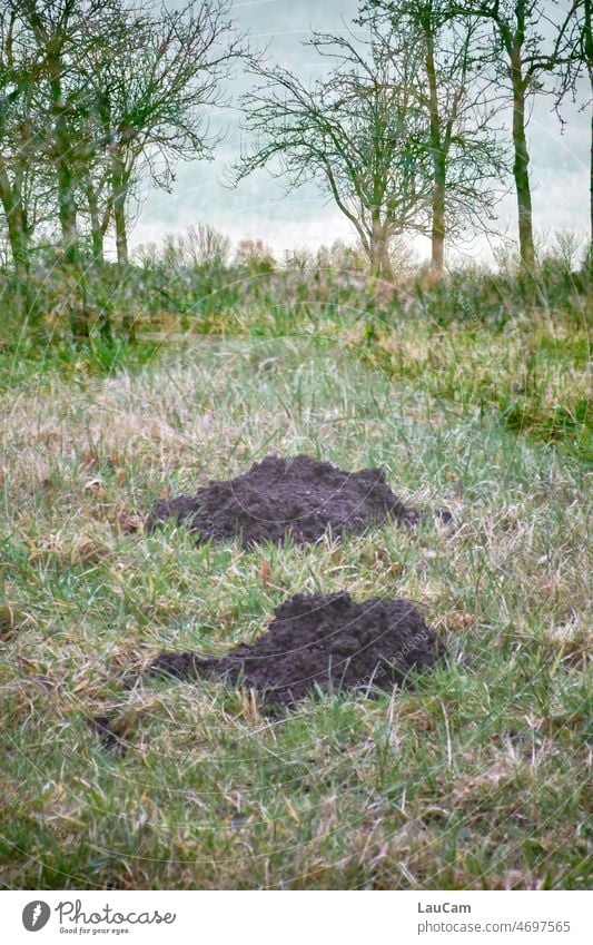 Die Natur bahnt sich ihren Weg Gras Maulwurfshügel Landstraße Bäume Allee wild Wege & Pfade Straße Rasen verwildert Doppelbelichtung Zentralperspektive Umwelt