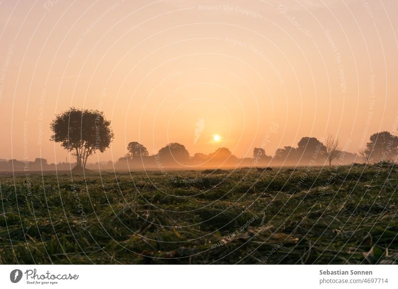 Die Sonne geht über einer frisch gemähten Wiese mit Baum und Nebel auf Sonnenaufgang Natur Landschaft Morgen Feld Frühling Sonnenuntergang malerisch im Freien