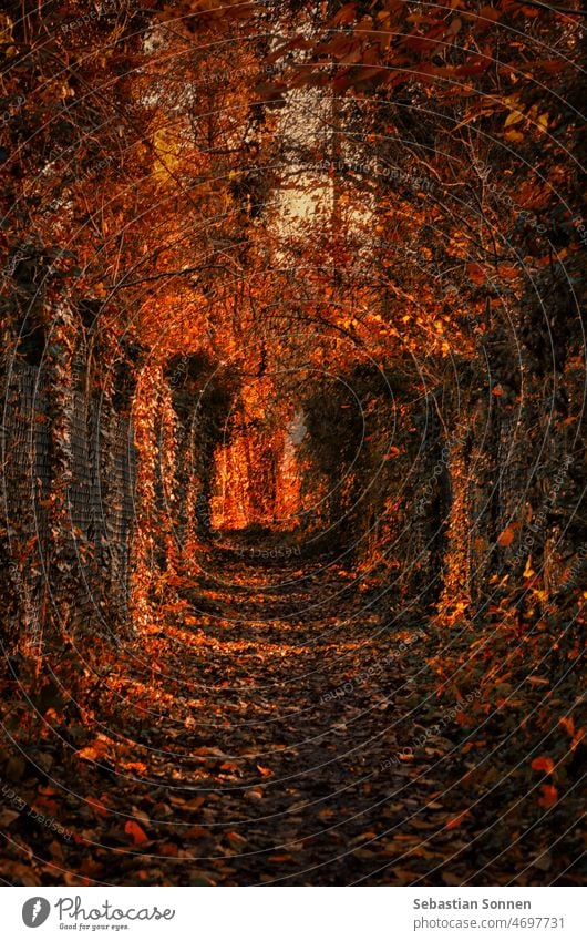 schmaler Fußpfad im Herbstsonnenlicht Wald Baum Weg Saison Park hell Laubwerk ländlich rot Pflanze Natur Licht Blätter Reihe Landschaft Tag gefallen Hintergrund