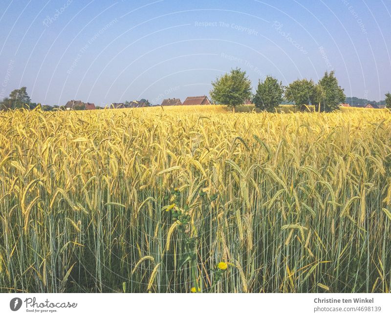 Weizenfeld mit vier Apfelbäumen und Häusern im Hintergrund. Darüber blauer Sommerhimmel Getreidefeld Getreideanbau regionale Produkte regionaler Anbau Ernährung