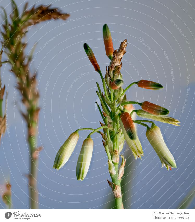 Aloe, Sorte `Safari Sunrise´, Blütenstände, teilweise abgeblüht, Gartenaloe; gilt in Deutschland als winterhart Blütenstand Kultursorte Gartenform Züchtung