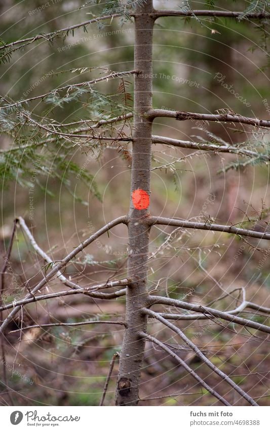 ein roter Punkt auf einem dünnen Baum forst Umwelt Forstwirtschaft Baumstamm Holz Außenaufnahme Waldsterben Klimawandel Abholzung Natur Borkenkäfer Pflanze