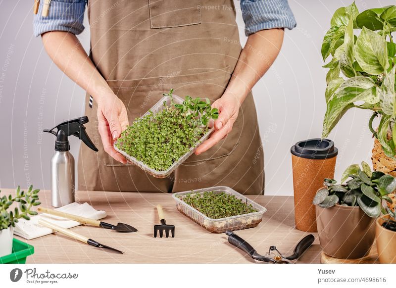 Frau Hände halten Box mit Mikrogrün. Kleines Geschäft im Innenbereich. Nahaufnahme von frischen gesunden vegetarischen Lebensmitteln. Microgreens in weiblichen Händen. Home Gartenarbeit Konzept. Häusliches Leben und Hobbys.