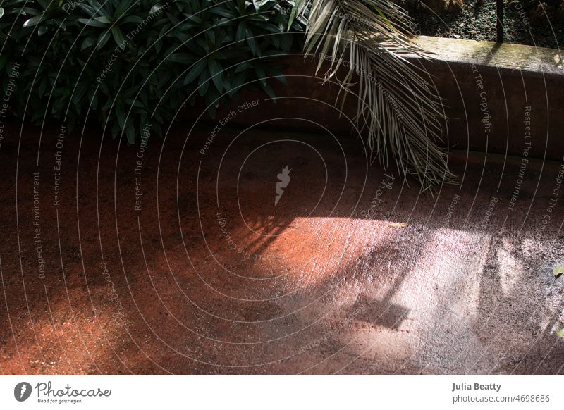 Getrocknete Palmwedel und üppige Pflanzen in einem Wintergarten; Dschungelatmosphäre Handfläche frond grün Blatt Blätter Natur Garten üppig (Wuchs) tropisch