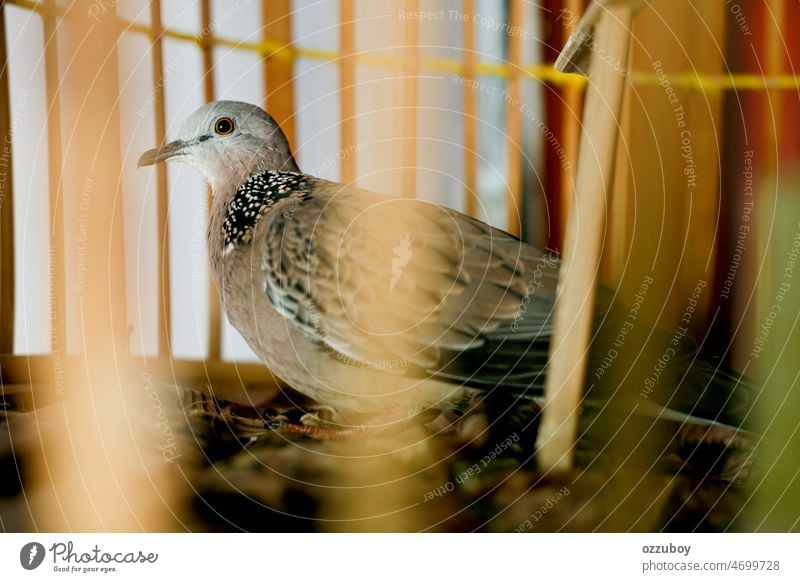 Turteltaube in einem Käfig Vogel Feder Tier Taube Schnabel braun klein Porträt Ornithologie Nahaufnahme Flügel Blick Schildkröte grau im Inneren Haustier