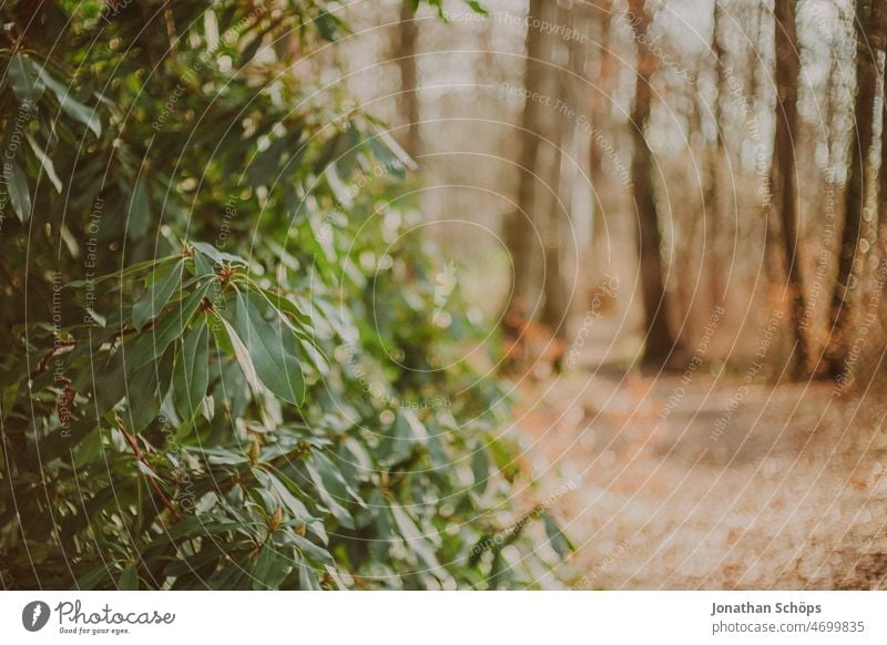 Rhododendron im Wald analog retro Wege & Pfade Spaziergang draußen Natur Bäume Baum Erholung Herbst wandern ruhig Menschenleer Landschaft Einsamkeit Umwelt