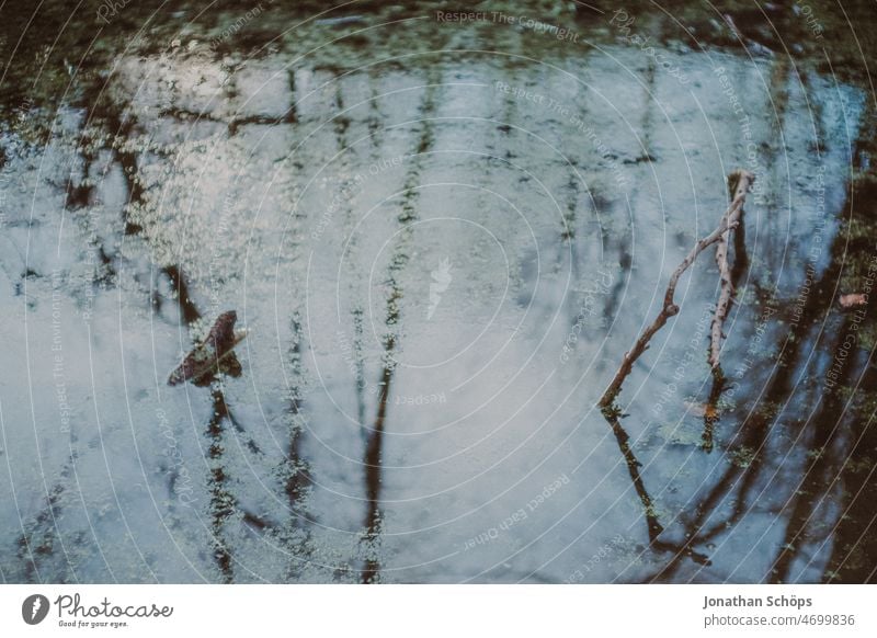 Wald Reflexion im Teich Reflexion & Spiegelung See Wiese Pfütze Baum Nass Regen Regenwasser Überschwemmung kahl Winter blau nass Wasser Außenaufnahme Wetter