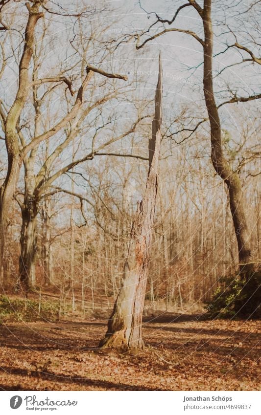 Überrest vom Baum nach Sturm Bäume Blitzschlag Wald analog retro Wege & Pfade Spaziergang draußen Natur Erholung Herbst wandern ruhig Menschenleer Landschaft