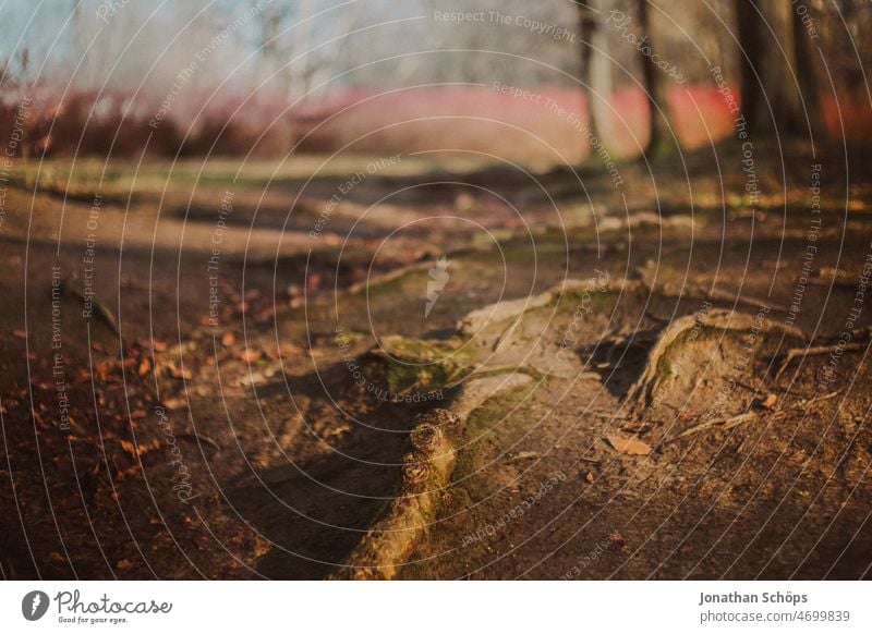 Wurzeln im Wald freiliegend verwurzelt Erdung Erde Natur braun warm retro analog Baum Tag Umwelt Farbfoto Menschenleer Außenaufnahme Landschaft natürlich