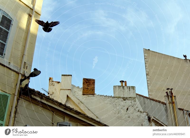 Marseille / Taube über den Schornsteinen alt altstadt ferien frankreich historisch marseille mittelalter mittelmeer provence reise sonne stimmung urban urlaub