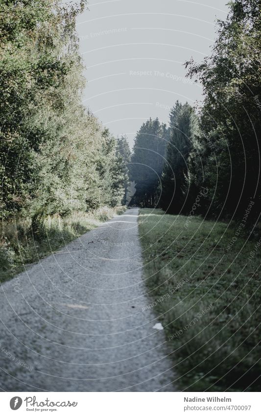 Waldweg im Frühling Wege & Pfade Natur Bäume Spaziergang wandern Erholung Einsamkeit Landschaft Umwelt ruhig Menschenleer Fußweg Baum Licht Außenaufnahme