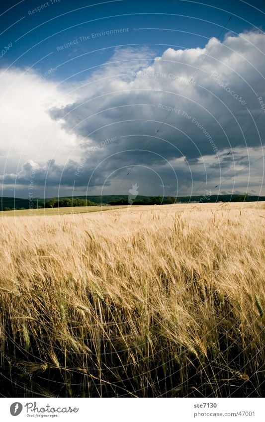 Felder um Mühlacker Weizen Stimmung Wolken Europa Außenaufnahme Weitwinkel Himmel blau Wind Natur Deutschland Blauer Himmel durchwachsener himmel