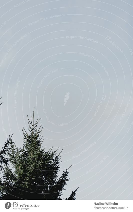 Tannenspitze ragt gen Himmel Himmelblau Wald Baum Natur himmelblau Außenaufnahme Landschaft Farbfoto Menschenleer Schönes Wetter Tag Umwelt Blauer Himmel