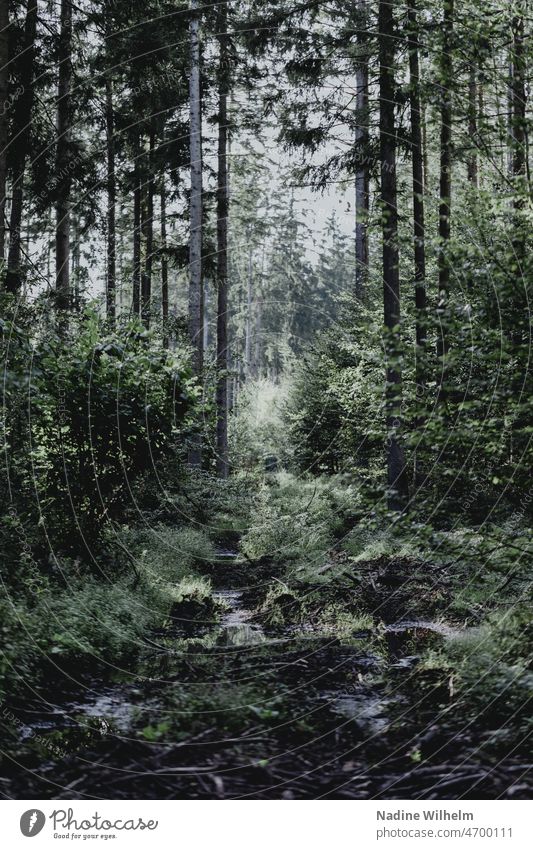 Mitten im Wald Natur Baum Bäume wald grün Außenaufnahme Landschaft Umwelt Farbfoto Tag Menschenleer Licht Baumstamm Pflanze ruhig Holz natürlich Forstwirtschaft