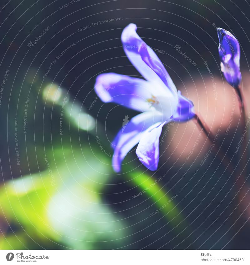 blühende Sternhyazinthe Frühlingsblume Gartenblume Frühblüher Frühlingsblüte Frühlingsboten Frühlingsblüher Blümchen Schneestolz Schneeglanz heimisch Chionodoxa